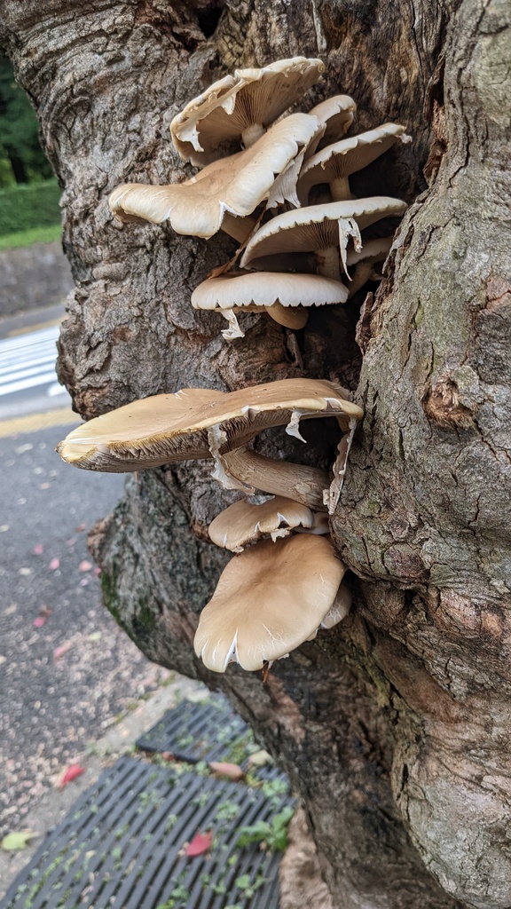 Cyclocybe cylindracea · September 2022 · photo: © atsushi_nakajima_cirque (iNaturalist, cc-by)