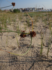 Cyperus capitatus