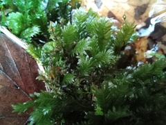 Fissidens taxifolius