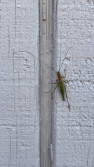 Oecanthus pini
