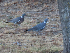 Columba palumbus palumbus