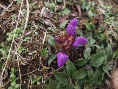 Prunella grandiflora