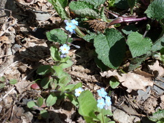 Myosotis alpestris