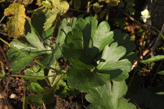 Ranunculus fallax