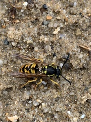 Vespula germanica