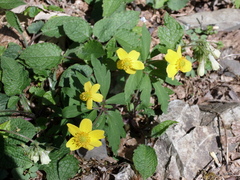 Anemonoides ranunculoides