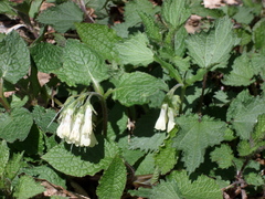 Symphytum grandiflorum