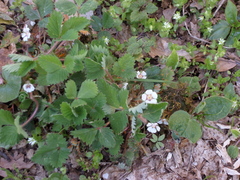 Potentilla micrantha