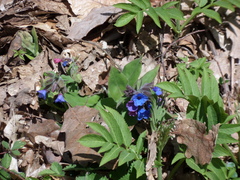 Pulmonaria mollis