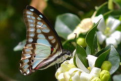 Graphium eurypylus