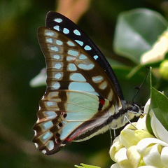 Graphium eurypylus