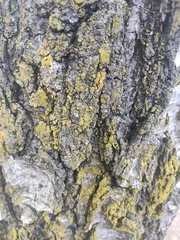 Candelariaceae