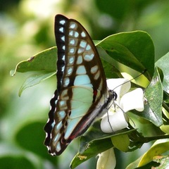Graphium eurypylus