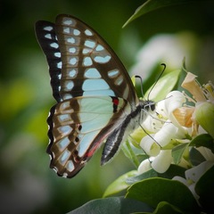 Graphium eurypylus