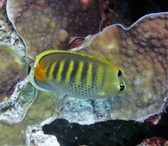 Chaetodon punctatofasciatus