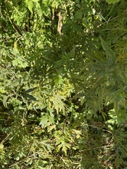Artemisia verlotiorum