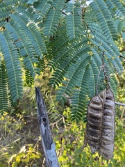 Albizia julibrissin