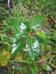 Leichhardtia rostrata