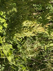 Artemisia verlotiorum