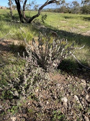 Maireana trichoptera