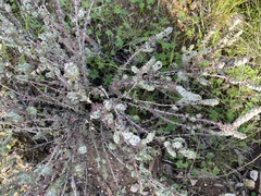 Maireana trichoptera