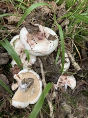 Lactarius controversus