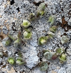 Maireana trichoptera