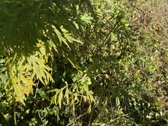 Artemisia verlotiorum