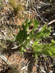 Lichtensteinia lacera