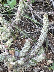 Maireana trichoptera