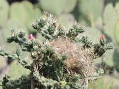 Campylorhynchus brunneicapillus