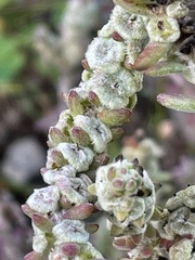 Maireana trichoptera