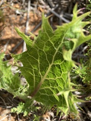 Lichtensteinia lacera
