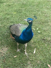 Pavo