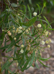 Acacia salicina