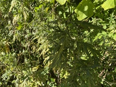 Artemisia verlotiorum