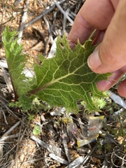 Lichtensteinia lacera