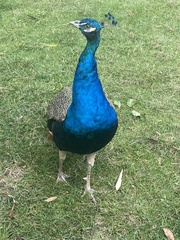 Pavo