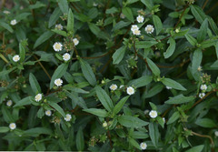 Eclipta prostrata