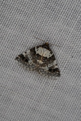 Xenogenes eustrotiodes