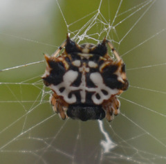 Gasteracantha sacerdotalis