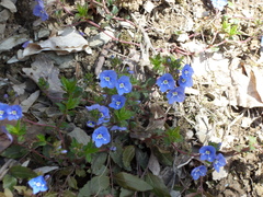 Veronica umbrosa