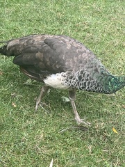 Pavo