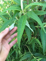 Buddleja globosa