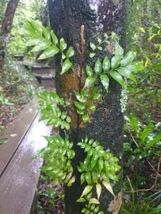 Arthropteris tenella