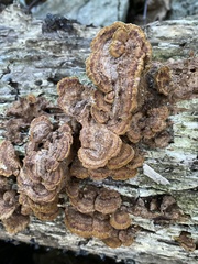 Fuscoporia