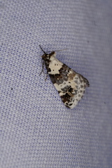 Xenogenes eustrotiodes