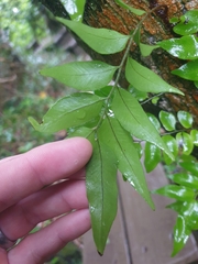 Arthropteris tenella