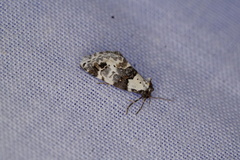 Xenogenes eustrotiodes