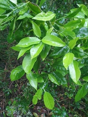 Citrus